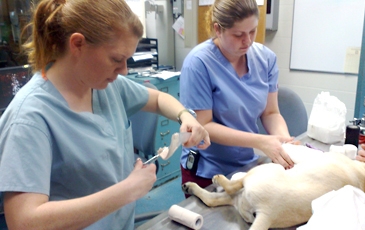 Sydney getting surgery